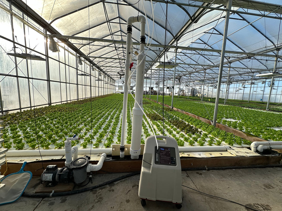 Raising Dissolved Oxygen In Hydroponics
