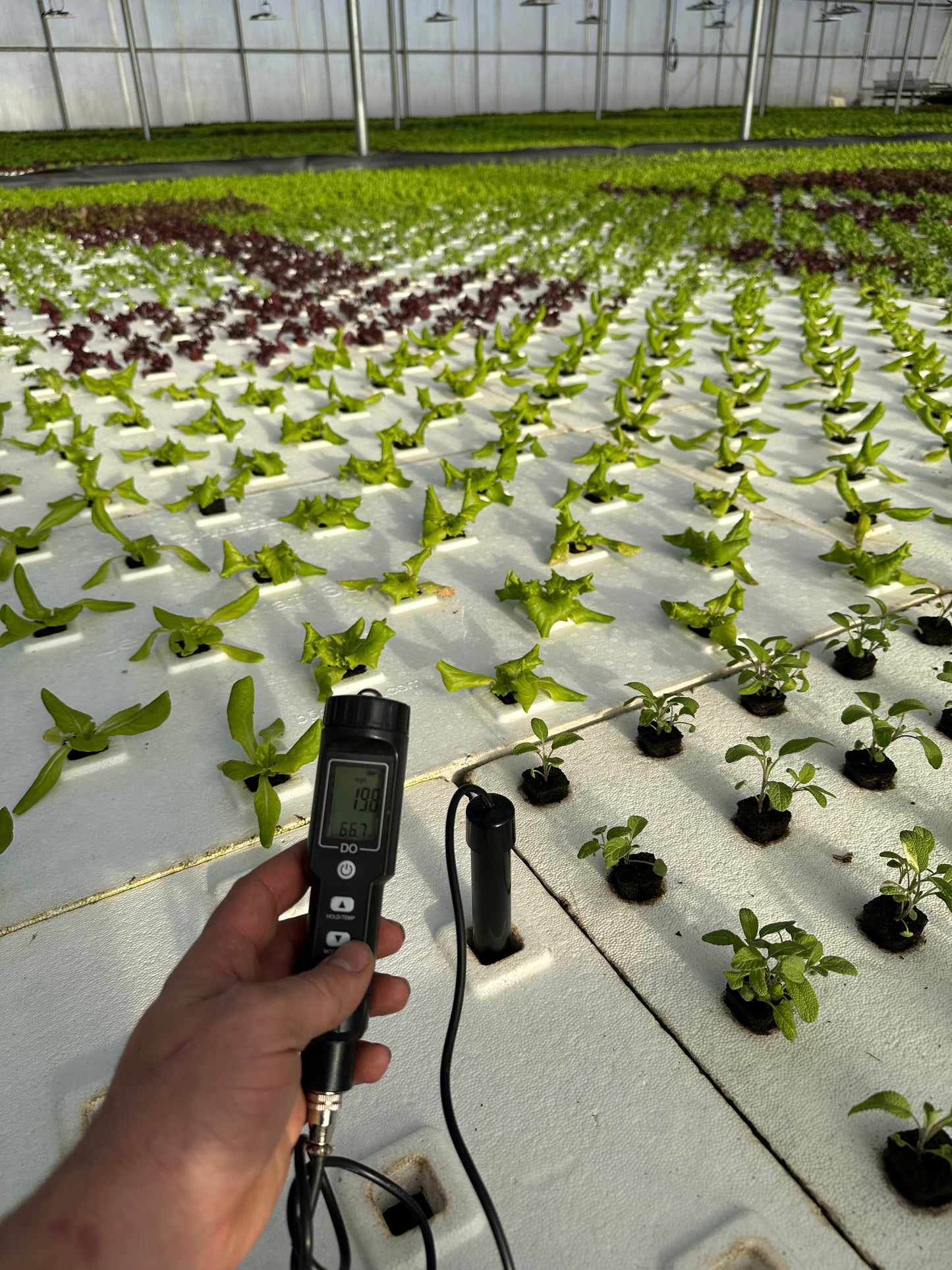Dissolved Oxygen Meter With Simple Instructions
