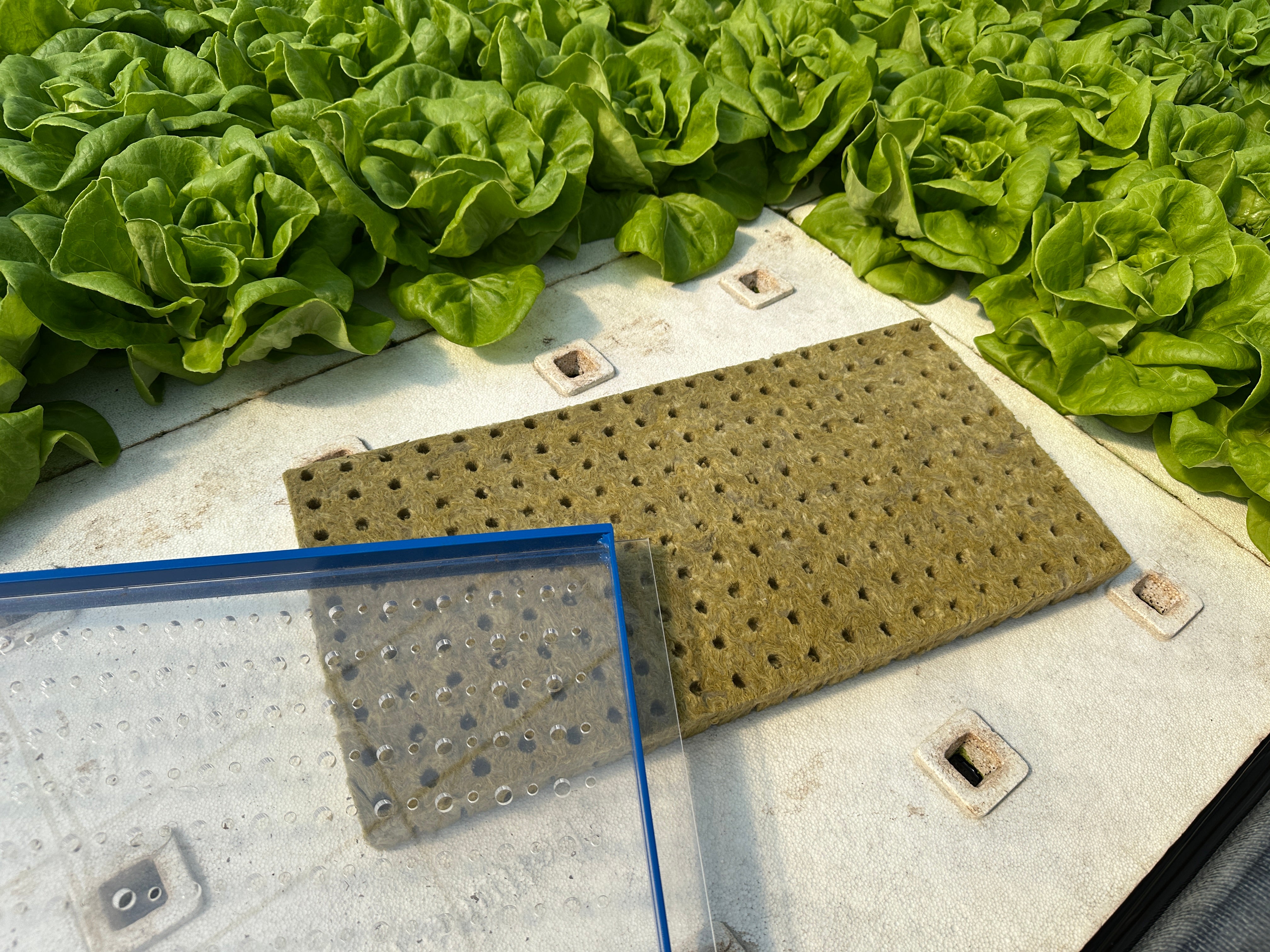 18+ Microgreen Drop Seeder GreenEase Drop Seeder for Grodan