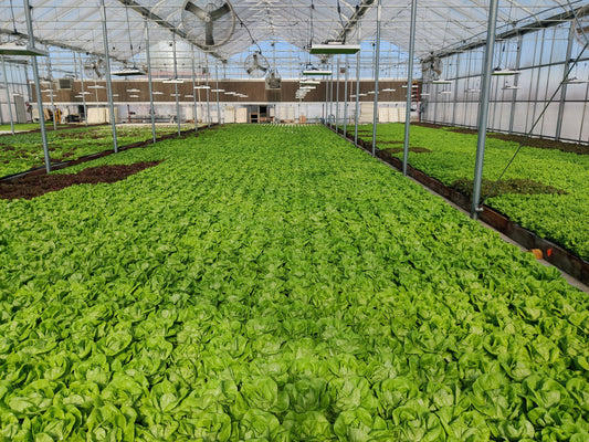 Mid sized greenhouse with bibb lettuce