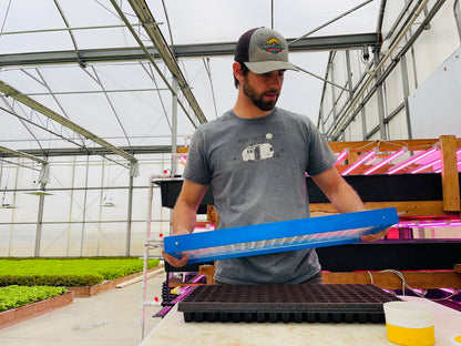 Someone using a drop seeder in a lettuce Greenhouse