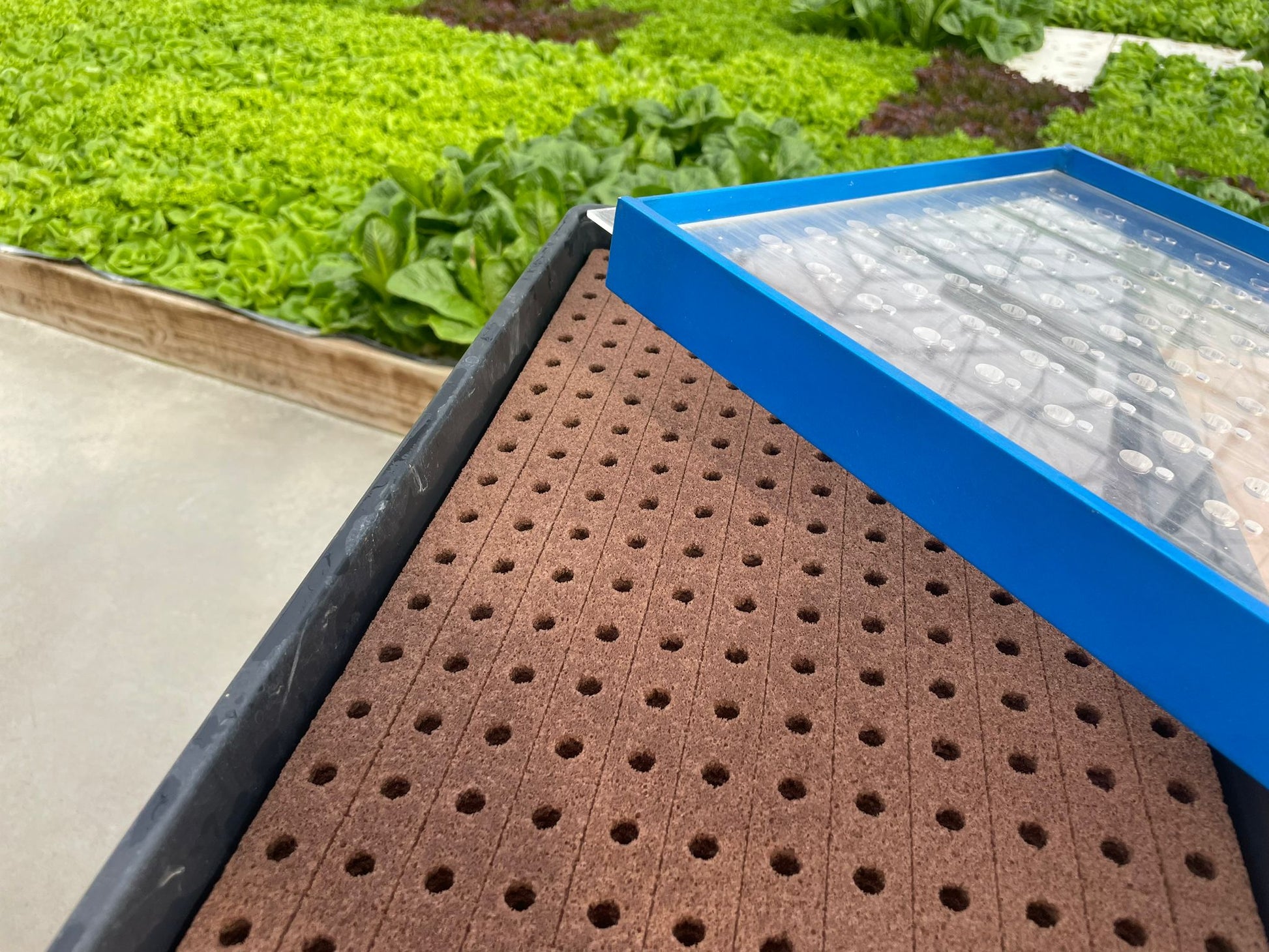plant seeder GreenEase Drop Seeder for Oasis® Horticubes